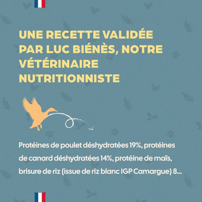 Chat Adulte - Canard – Image 4